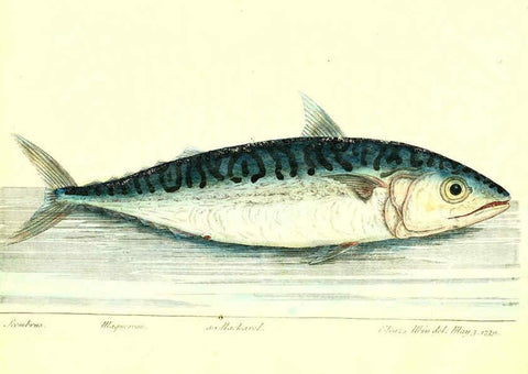Reproducción/Reproduction 6384080949: The history of esculent fish London :Printed for Edward Jeffrey [etc.],1794