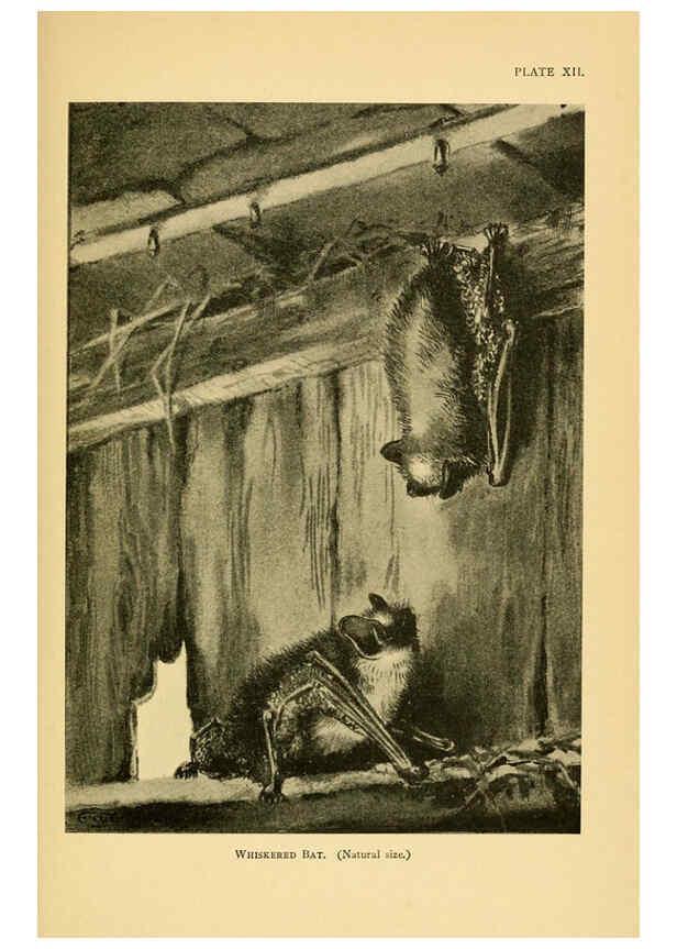 Reproducción/Reproduction 6383352237: A history of British mammals. v.1. London :Gurney and Jackson,1910-1921