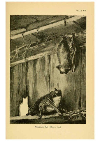 Reproducción/Reproduction 6383352237: A history of British mammals. v.1. London :Gurney and Jackson,1910-1921
