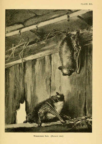 Reproducción/Reproduction 6383352237: A history of British mammals. v.1. London :Gurney and Jackson,1910-1921