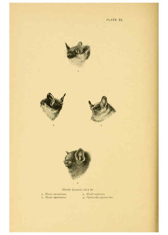 Reproducción/Reproduction 6383351935: A history of British mammals. v.1. London :Gurney and Jackson,1910-1921