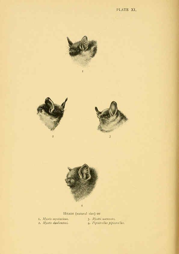 Reproducción/Reproduction 6383351935: A history of British mammals. v.1. London :Gurney and Jackson,1910-1921