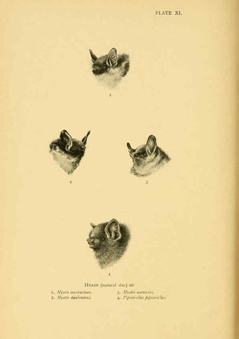 Reproducción/Reproduction 6383351935: A history of British mammals. v.1. London :Gurney and Jackson,1910-1921