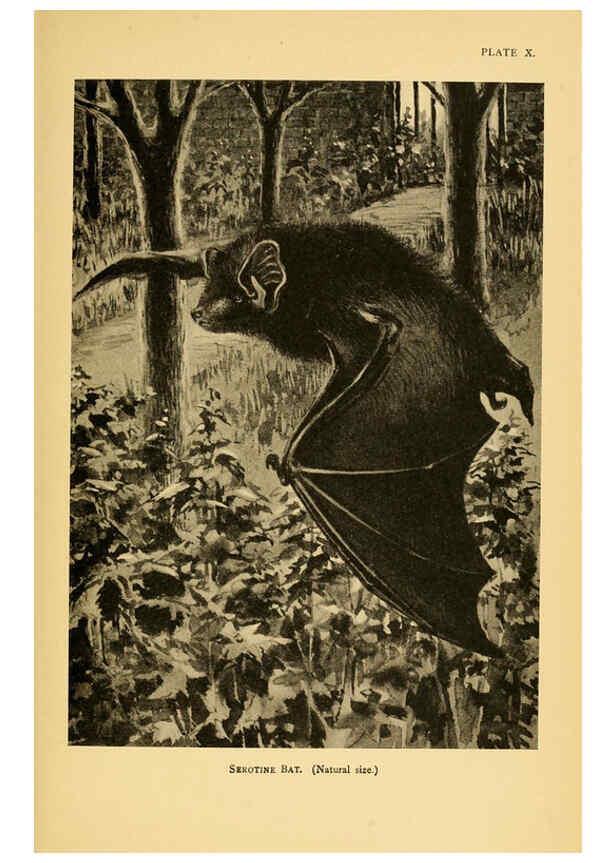 Reproducción/Reproduction 6383351415: A history of British mammals. v.1. London :Gurney and Jackson,1910-1921