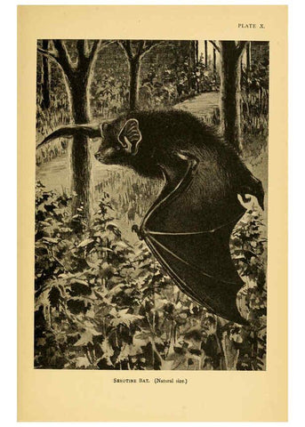 Reproducción/Reproduction 6383351415: A history of British mammals. v.1. London :Gurney and Jackson,1910-1921