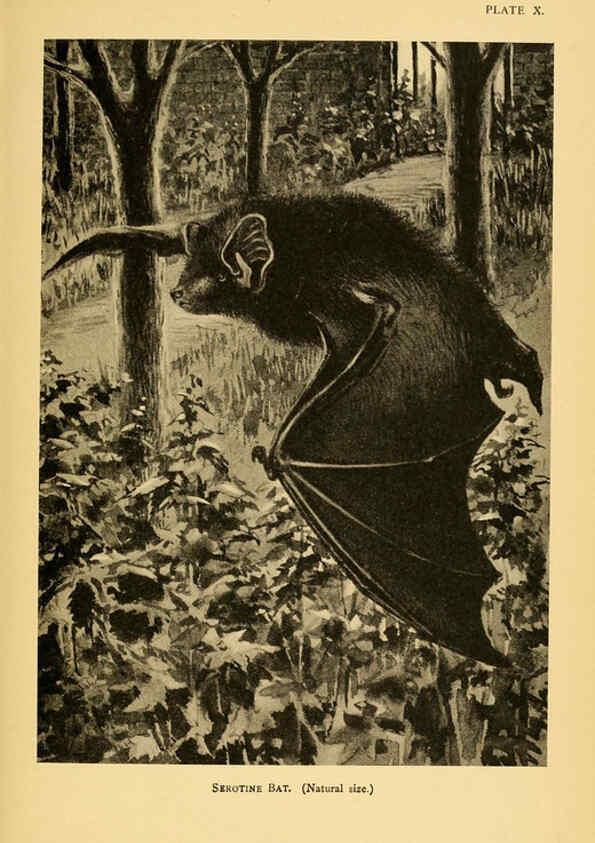 Reproducción/Reproduction 6383351415: A history of British mammals. v.1. London :Gurney and Jackson,1910-1921