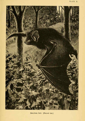 Reproducción/Reproduction 6383351415: A history of British mammals. v.1. London :Gurney and Jackson,1910-1921