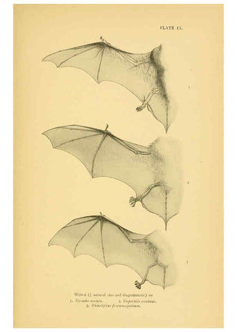 Reproducción/Reproduction 6383351083: A history of British mammals. v.1. London :Gurney and Jackson,1910-1921