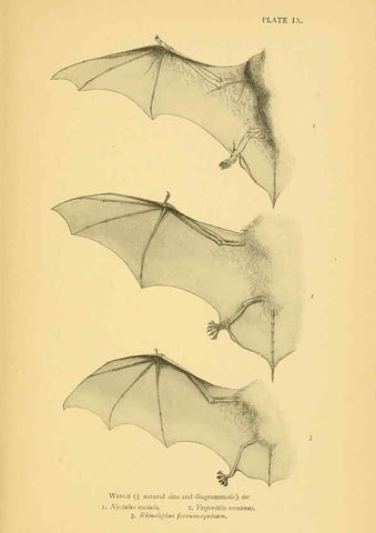 Reproducción/Reproduction 6383351083: A history of British mammals. v.1. London :Gurney and Jackson,1910-1921