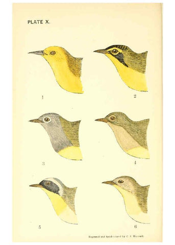 Reproducción/Reproduction 6383200253: The warblers of New England West Newton,C. J. Maynard,1905