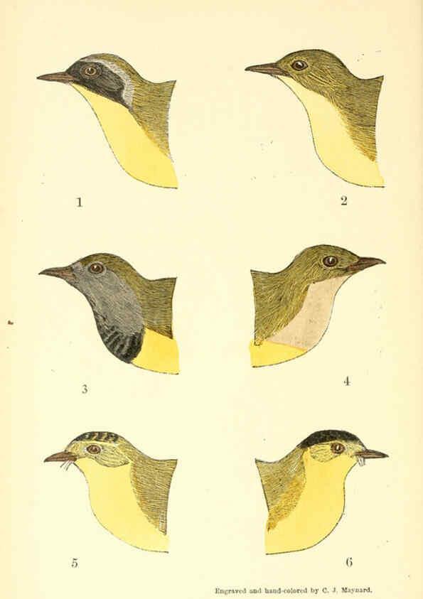 Reproducción/Reproduction 6383200755: The warblers of New England West Newton,C. J. Maynard,1905