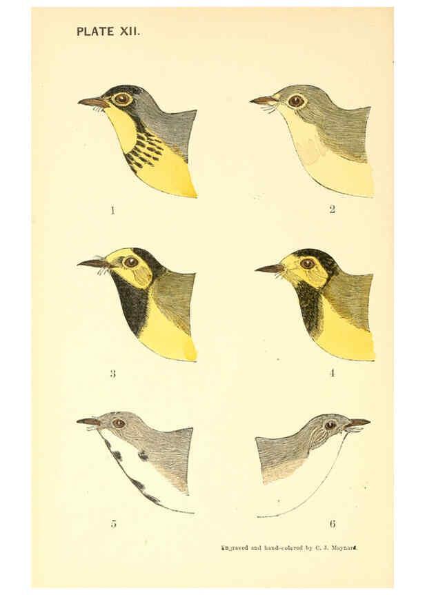 Reproducción/Reproduction 6383201331: The warblers of New England West Newton,C. J. Maynard,1905