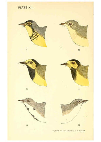 Reproducción/Reproduction 6383201331: The warblers of New England West Newton,C. J. Maynard,1905
