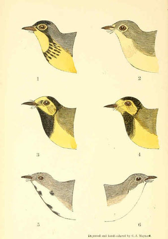 Reproducción/Reproduction 6383201331: The warblers of New England West Newton,C. J. Maynard,1905