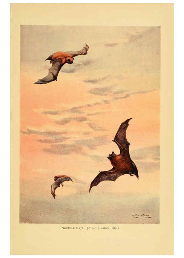 Reproducción/Reproduction 6383346221: A history of British mammals. v.1. London :Gurney and Jackson,1910-1921