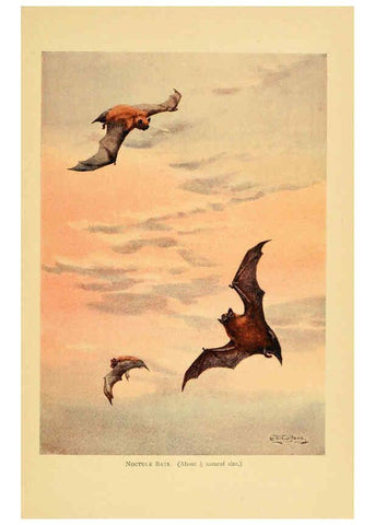 Reproducción/Reproduction 6383346221: A history of British mammals. v.1. London :Gurney and Jackson,1910-1921
