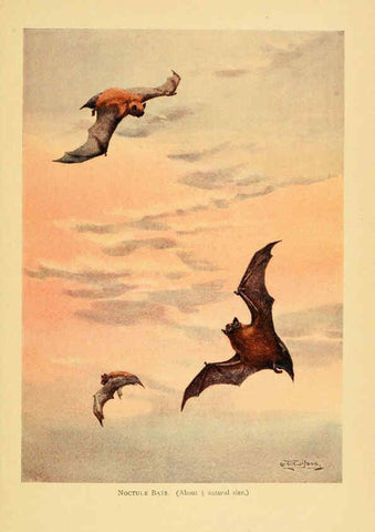 Reproducción/Reproduction 6383346221: A history of British mammals. v.1. London :Gurney and Jackson,1910-1921