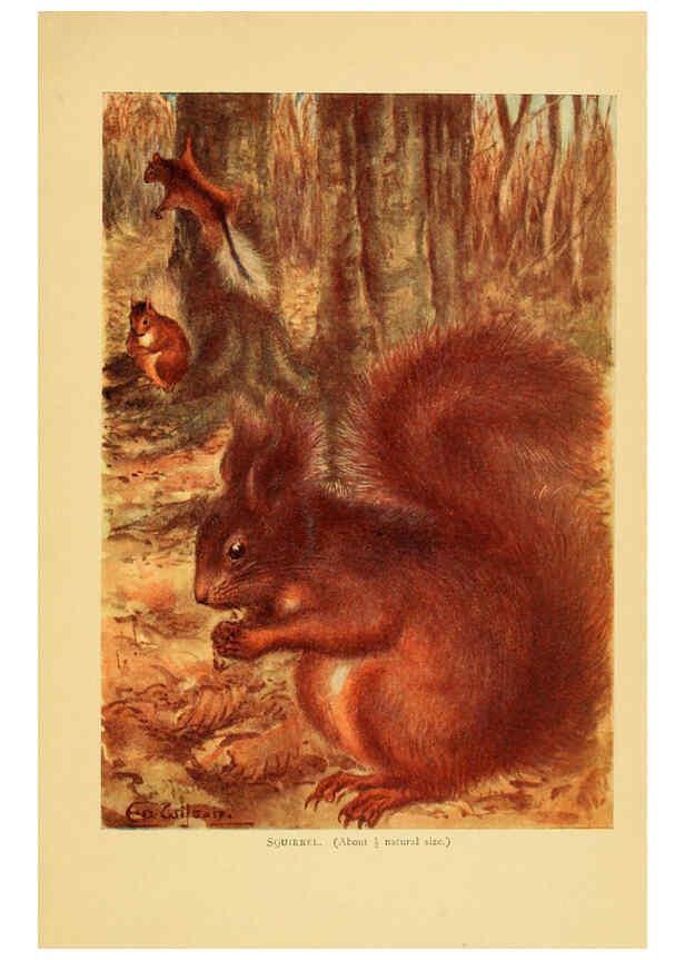 Reproducción/Reproduction 6383346717: A history of British mammals. v.1. London :Gurney and Jackson,1910-1921