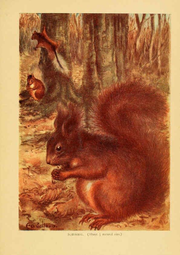 Reproducción/Reproduction 6383346717: A history of British mammals. v.1. London :Gurney and Jackson,1910-1921