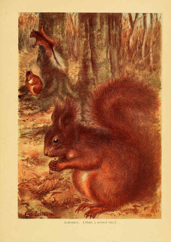 Reproducción/Reproduction 6383346717: A history of British mammals. v.1. London :Gurney and Jackson,1910-1921