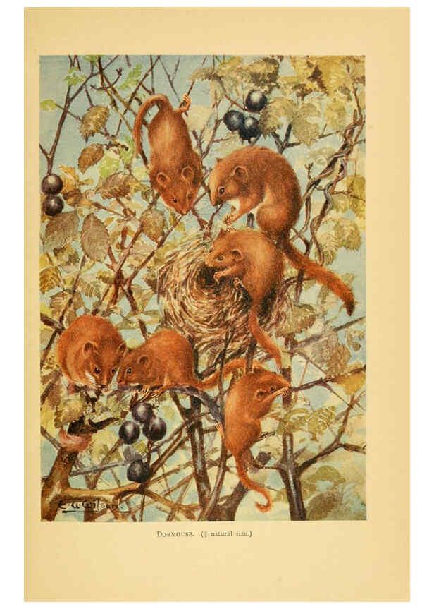 Reproducción/Reproduction 6383347231: A history of British mammals. v.1. London :Gurney and Jackson,1910-1921