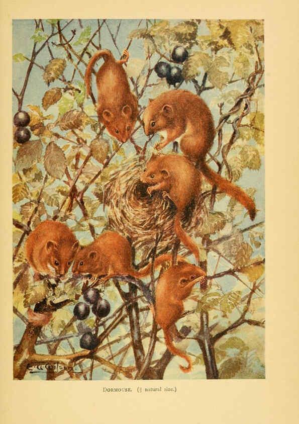 Reproducción/Reproduction 6383347231: A history of British mammals. v.1. London :Gurney and Jackson,1910-1921