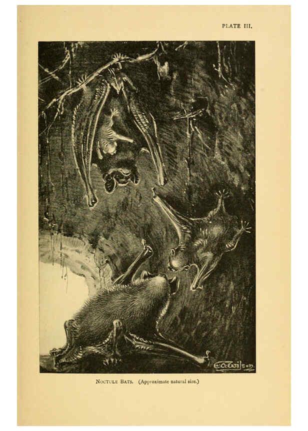 Reproducción/Reproduction 6383347555: A history of British mammals. v.1. London :Gurney and Jackson,1910-1921