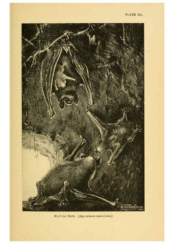 Reproducción/Reproduction 6383347555: A history of British mammals. v.1. London :Gurney and Jackson,1910-1921