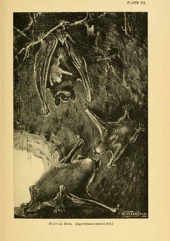 Reproducción/Reproduction 6383347555: A history of British mammals. v.1. London :Gurney and Jackson,1910-1921