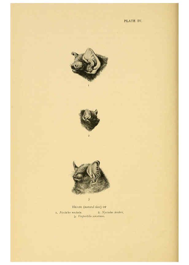 Reproducción/Reproduction 6383347903: A history of British mammals. v.1. London :Gurney and Jackson,1910-1921