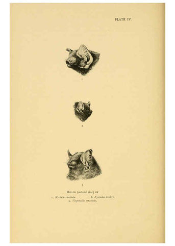 Reproducción/Reproduction 6383347903: A history of British mammals. v.1. London :Gurney and Jackson,1910-1921