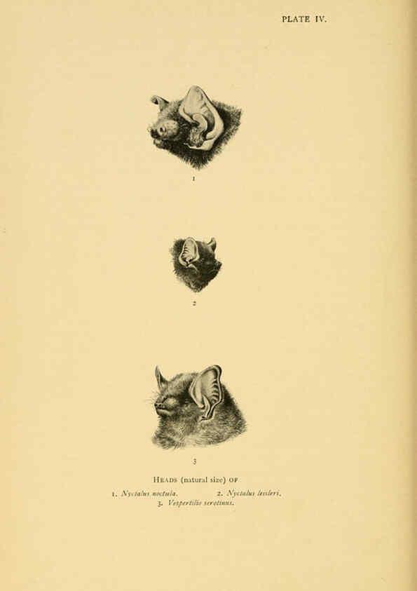 Reproducción/Reproduction 6383347903: A history of British mammals. v.1. London :Gurney and Jackson,1910-1921