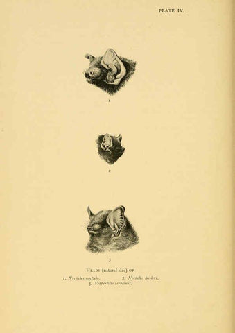 Reproducción/Reproduction 6383347903: A history of British mammals. v.1. London :Gurney and Jackson,1910-1921