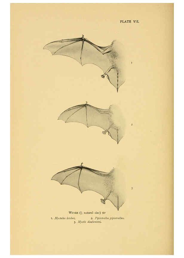 Reproducción/Reproduction 6383348605: A history of British mammals. v.1. London :Gurney and Jackson,1910-1921