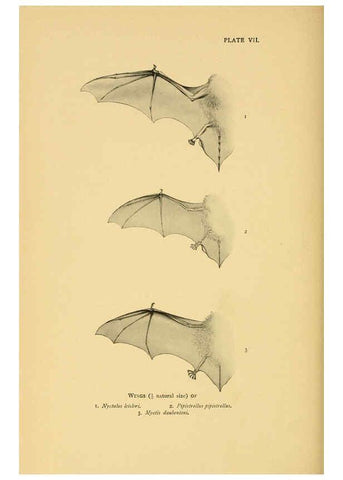 Reproducción/Reproduction 6383348605: A history of British mammals. v.1. London :Gurney and Jackson,1910-1921