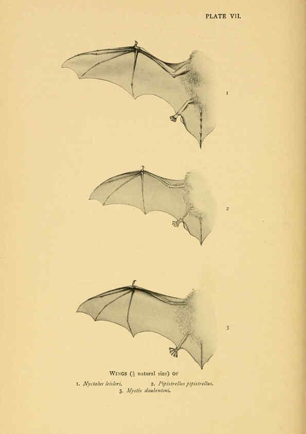 Reproducción/Reproduction 6383348605: A history of British mammals. v.1. London :Gurney and Jackson,1910-1921