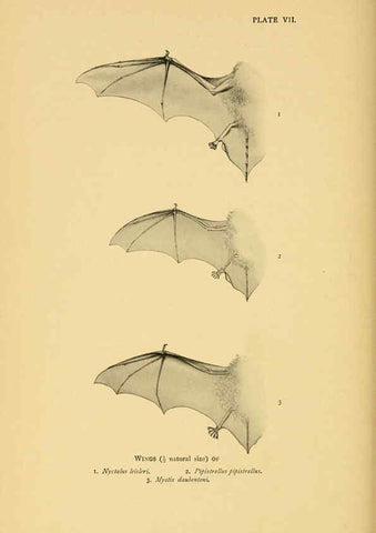 Reproducción/Reproduction 6383348605: A history of British mammals. v.1. London :Gurney and Jackson,1910-1921