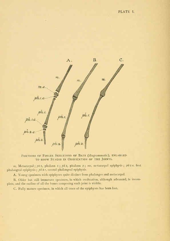 Reproducción/Reproduction 6383348937: A history of British mammals. v.1. London :Gurney and Jackson,1910-1921