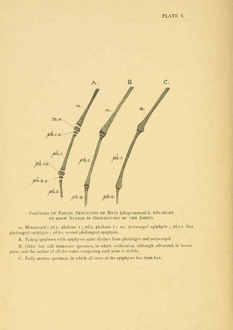 Reproducción/Reproduction 6383348937: A history of British mammals. v.1. London :Gurney and Jackson,1910-1921