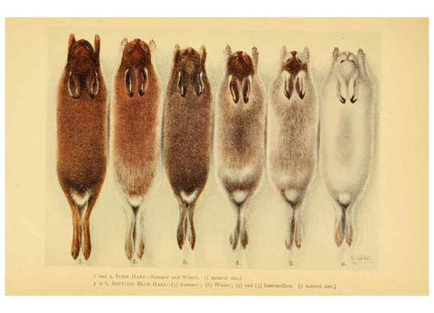Reproducción/Reproduction 6383349267: A history of British mammals. v.1. London :Gurney and Jackson,1910-1921