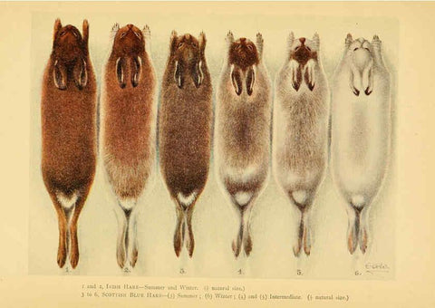 Reproducción/Reproduction 6383349267: A history of British mammals. v.1. London :Gurney and Jackson,1910-1921