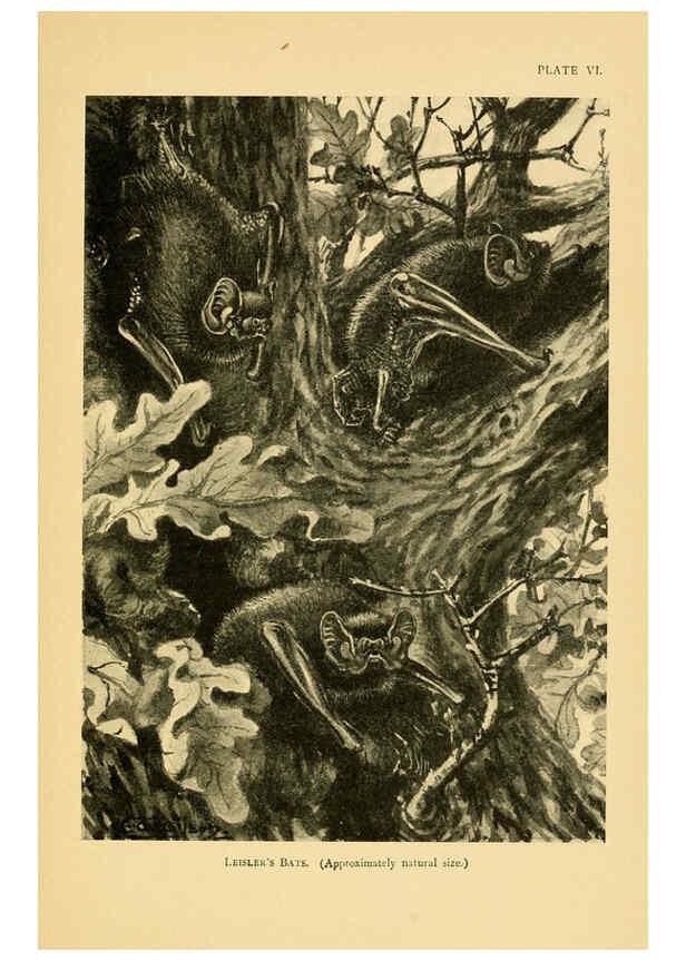 Reproducción/Reproduction 6383349619: A history of British mammals. v.1. London :Gurney and Jackson,1910-1921