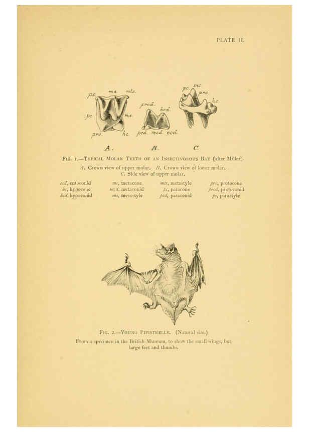 Reproducción/Reproduction 6383349939: A history of British mammals. v.1. London :Gurney and Jackson,1910-1921