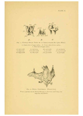 Reproducción/Reproduction 6383349939: A history of British mammals. v.1. London :Gurney and Jackson,1910-1921