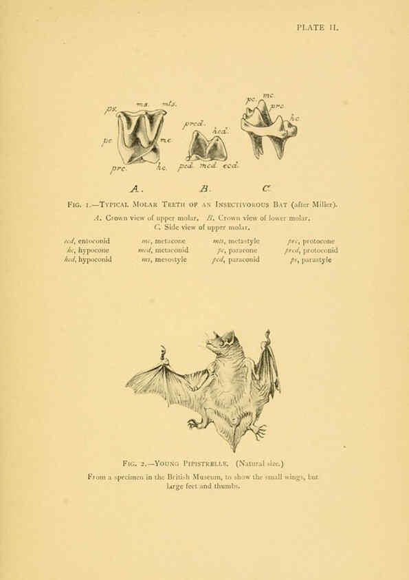 Reproducción/Reproduction 6383349939: A history of British mammals. v.1. London :Gurney and Jackson,1910-1921