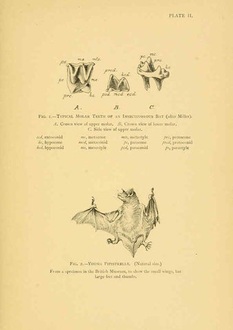 Reproducción/Reproduction 6383349939: A history of British mammals. v.1. London :Gurney and Jackson,1910-1921
