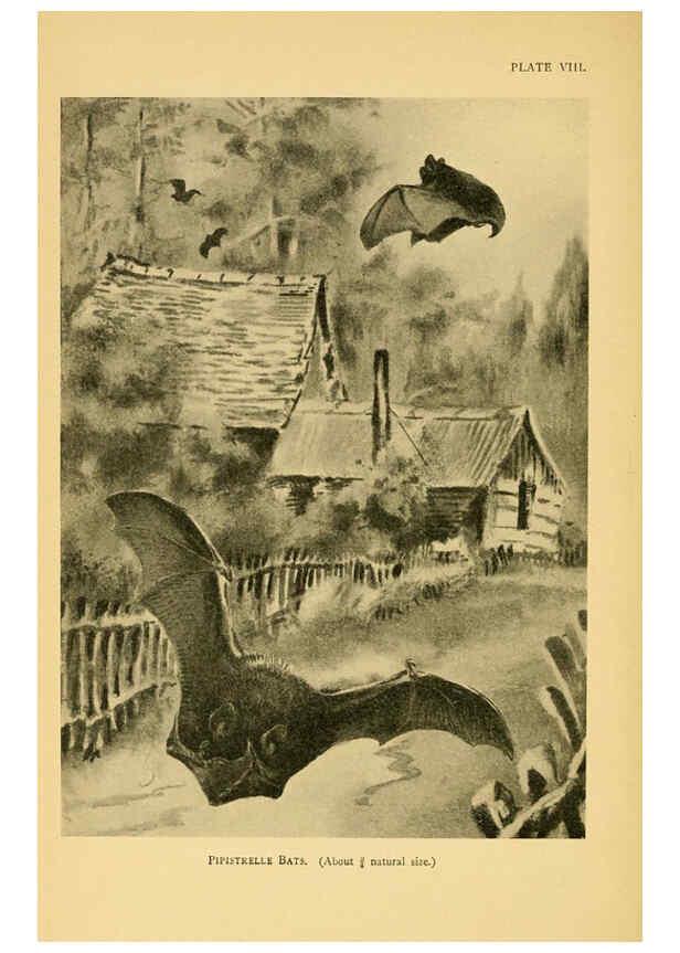 Reproducción/Reproduction 6383350255: A history of British mammals. v.1. London :Gurney and Jackson,1910-1921