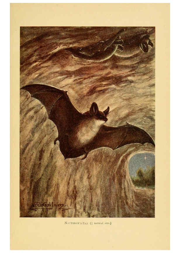 Reproducción/Reproduction 6383350749: A history of British mammals. v.1. London :Gurney and Jackson,1910-1921