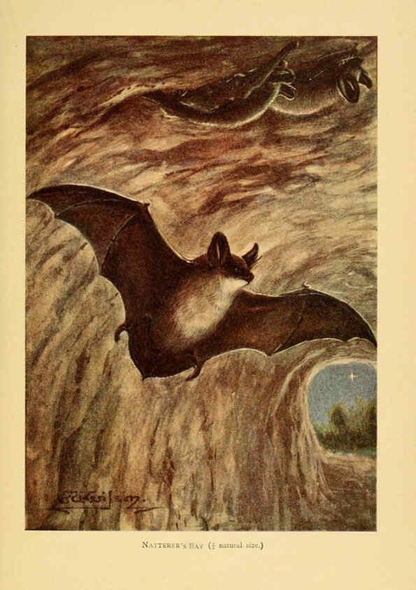 Reproducción/Reproduction 6383350749: A history of British mammals. v.1. London :Gurney and Jackson,1910-1921