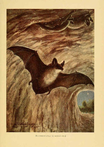 Reproducción/Reproduction 6383350749: A history of British mammals. v.1. London :Gurney and Jackson,1910-1921